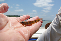 Image of Teleocichla cinderella 