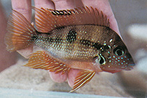 Image of Thorichthys helleri (Yellow cichlid)