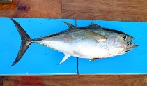 Image of Thunnus obesus (Bigeye tuna)
