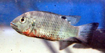 Image of Coptodon discolor 