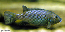 Image of Tilapia guinasana (Otjikoto tilapia)