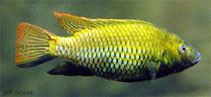 Image of Tilapia guinasana (Otjikoto tilapia)