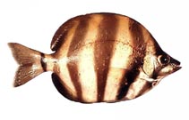 Image of Tilodon sexfasciatus (Moonlighter)