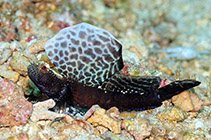 Image of Tomiyamichthys emilyae (Emily\