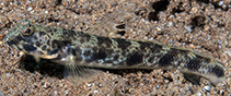 Image of Tomiyamichthys lanceolatus (Lanceolate shrimpgoby)