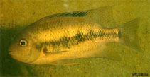 Image of Talamancaheros sieboldii 