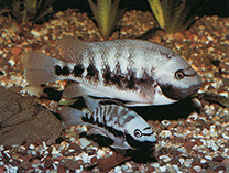 Image of Talamancaheros sieboldii 