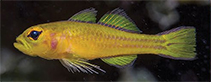 Image of Trimma anthrenum (Honey-bee pygmygoby)