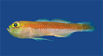 Image of Trimma aturirii (Aturiri’s pygmy goby)