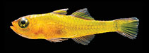Image of Trimma berumeni (Mikey’s golden pygmygoby)