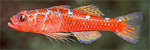 Image of Trimma caesiura (Caesiura pygmygoby)