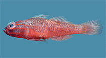 Image of Trimma capostriatum (Spotted redlined pygmygoby)