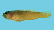 Image of Trimma corallinum (Polkadot pygmygoby)