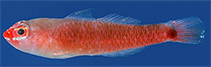 Image of Trimma dalerocheila (Hotlips pygmygoby)