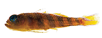 Image of Trimma erwani (Slanted pygmygoby)