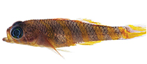 Image of Trimma erwani (Slanted pygmygoby)