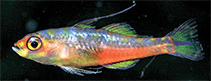 Image of Trimma habrum (Delicate pygmygoby)