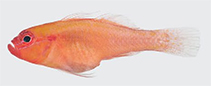 Image of Trimma haimassum (Blood-spot pygmygoby)