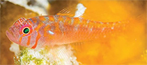 Image of Trimma haima (Cut-face pygmygoby)