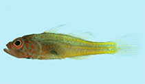 Image of Trimma hayashii (Four-eye pygmygoby)