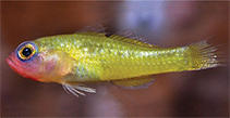 Image of Trimma kardium (Heart pygmygoby)