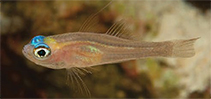 Image of Trimma meityae (Meity\