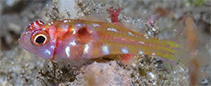 Image of Trimma nomurai (Lilac pygmygoby)