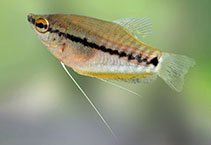 Image of Trichopodus pectoralis (Snakeskin gourami)