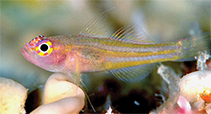 Image of Trimma preclarum (Exquisite pygmygoby)