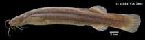 Image of Trichomycterus retropinnis 