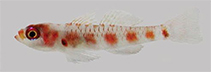 Image of Trimma squamicana (Red-blotch pygmygoby)