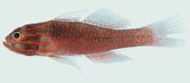 Image of Trimma striatum (Red-lined pygmygoby)