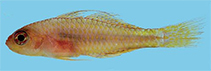 Image of Trimma taylori (Yellow pygmygoby)