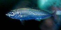 Image of Trachurus trachurus (Atlantic horse mackerel)
