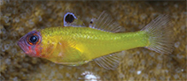 Image of Trimma trioculatum (Three-eyed pygmygoby)