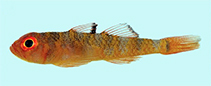 Image of Trimma unisquame (Blackmargin pygmygoby)