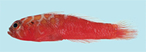 Image of Trimma winterbottomi (Trench-head pygmygoby)