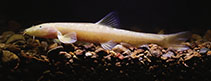 Image of Triplophysa yaluwang (King Yalu high-plateau loach)