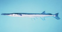 Image of Tylosurus acus (Agujon needlefish)