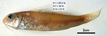 Image of Upeneus andamanensis (Andaman goatfish)