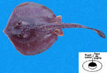 Image of Urotrygon munda (Munda round ray)