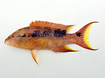 Image of Variola louti (Yellow-edged lyretail)