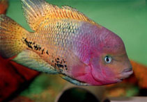 Image of Vieja melanurus (Redhead cichlid)