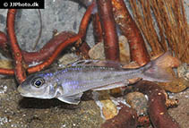 Image of Xenotilapia bathyphila 