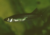 Image of Oryzias sarasinorum (Sarasins minnow)