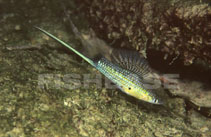 Image of Xiphophorus montezumae (Montezuma swordtail)