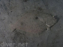 Image of Xystreurys liolepis (Fantail flounder)