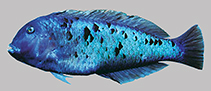 Image of Xyrichtys victori (Galapagos razorfish)