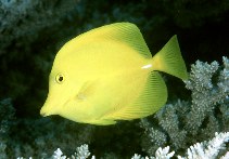 Image of Zebrasoma flavescens (Yellow tang)