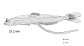 Myaur_l1.gif